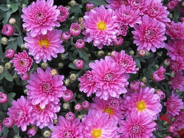 Хризантеми
Красиви цветя, които носят положителна енергия в дома. Смята се, че хризантемите променят потока на енергията, включително на тази, която би променила съдбата на обитателите му. Хризантемите имат силна Ян енергия и привличат късмета. Снимка: pixabay