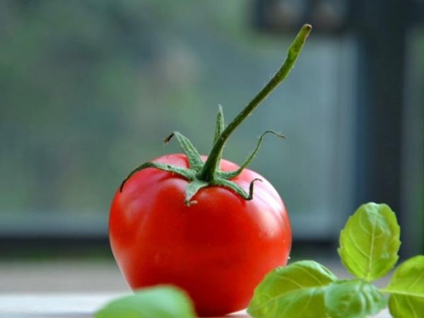 Хапвайте домати
Според експерти, редовната консумация на домати подобрява състоянието на кожата, като намалява и вредните въздействия на слънчевите лъчи. Полезните плодове са богати на витамини А, К, В6, С, биотин, бета каротин, които спомагат за синтеза на колаген и забавят отпускането на кожата. Тези хранителни елементи заедно с ликопена, благоприятстват и здравето на сърцето.&nbsp;Снимка: istock